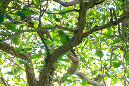 Image de Conure de Ridgway