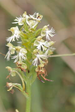 Слика од Platanthera lacera (Michx.) G. Don