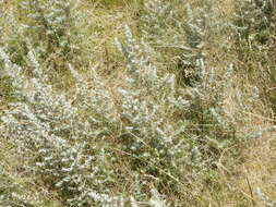 Image of Baccharis artemisioides Hook. & Arn.