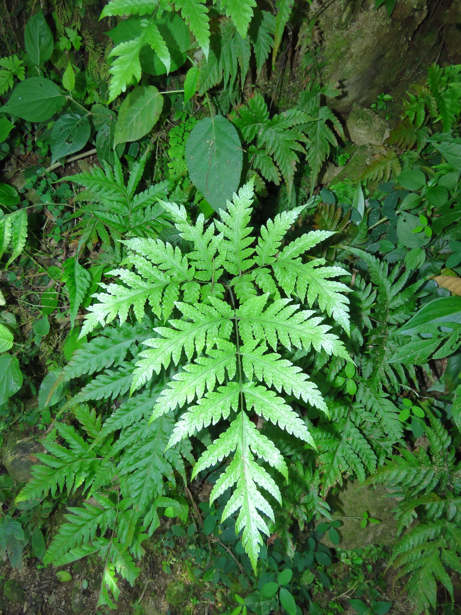 Image of Tectaria mexicana (Fée) C. V. Morton