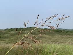 Sivun Sorghum nitidum (Vahl) Pers. kuva