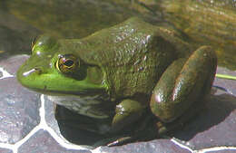 Слика од Lithobates catesbeianus (Shaw 1802)