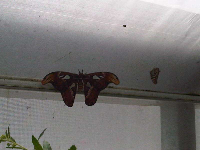 Image de Attacus atlas (Linnaeus 1758)