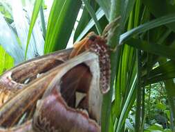 Image de Attacus atlas (Linnaeus 1758)