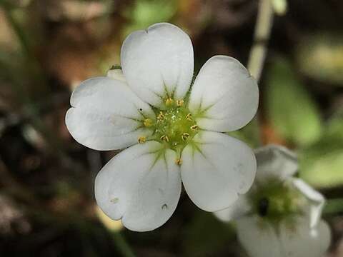 Image of Saxifraga cintrana Kuzinsky ex Willk.