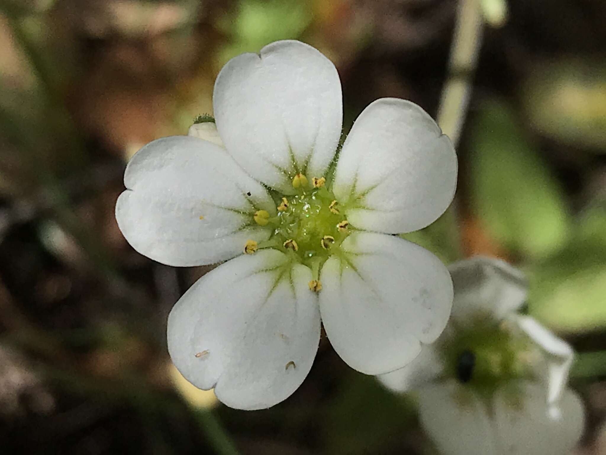 Sivun Saxifraga cintrana Kuzinsky ex Willk. kuva