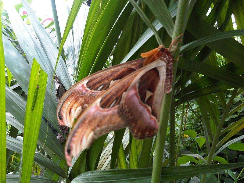 Image de Attacus atlas (Linnaeus 1758)