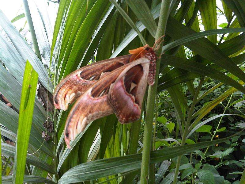 Image of atlas moth