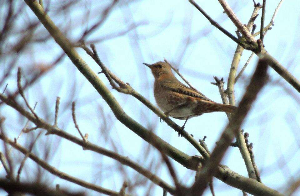 Image of Dusky Thrush