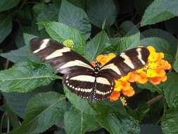 Image of Zebra Longwing