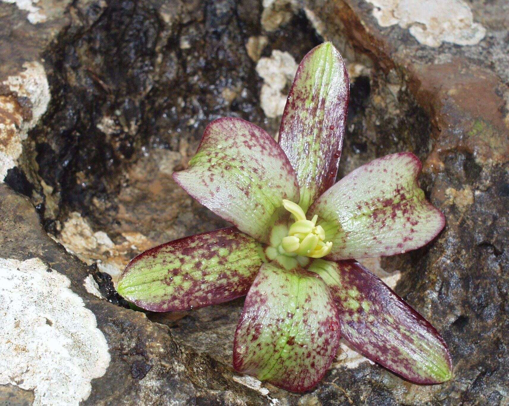 Image of Fritillaria oranensis Pomel