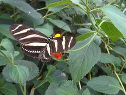 Image of Zebra Longwing