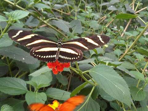 Image of Zebra Longwing