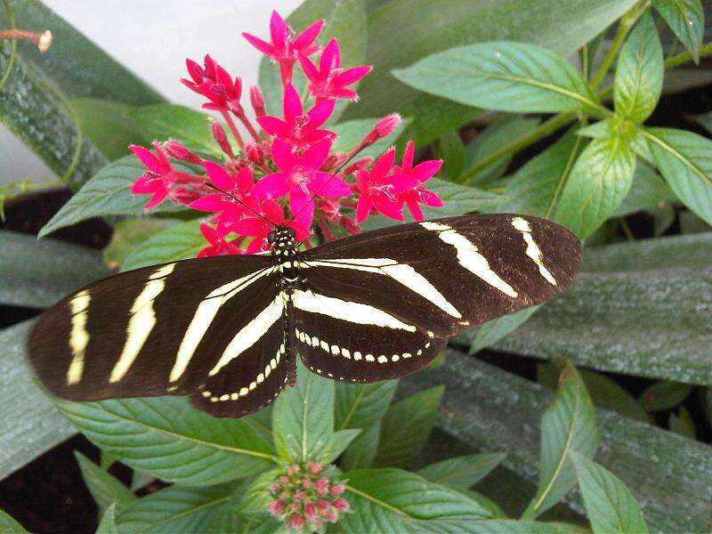 Image of Zebra Longwing