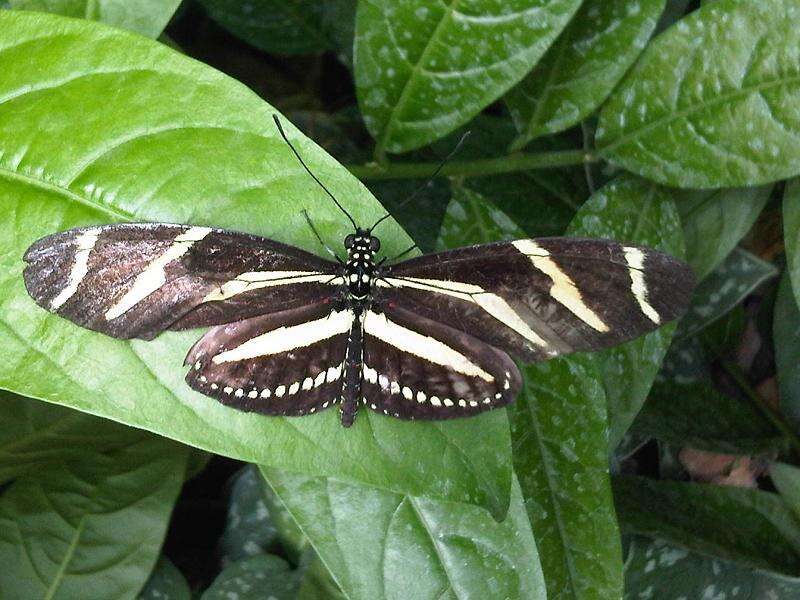 Image of Zebra Longwing