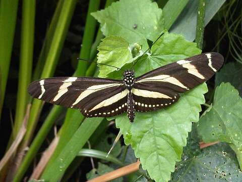 Image of Zebra Longwing