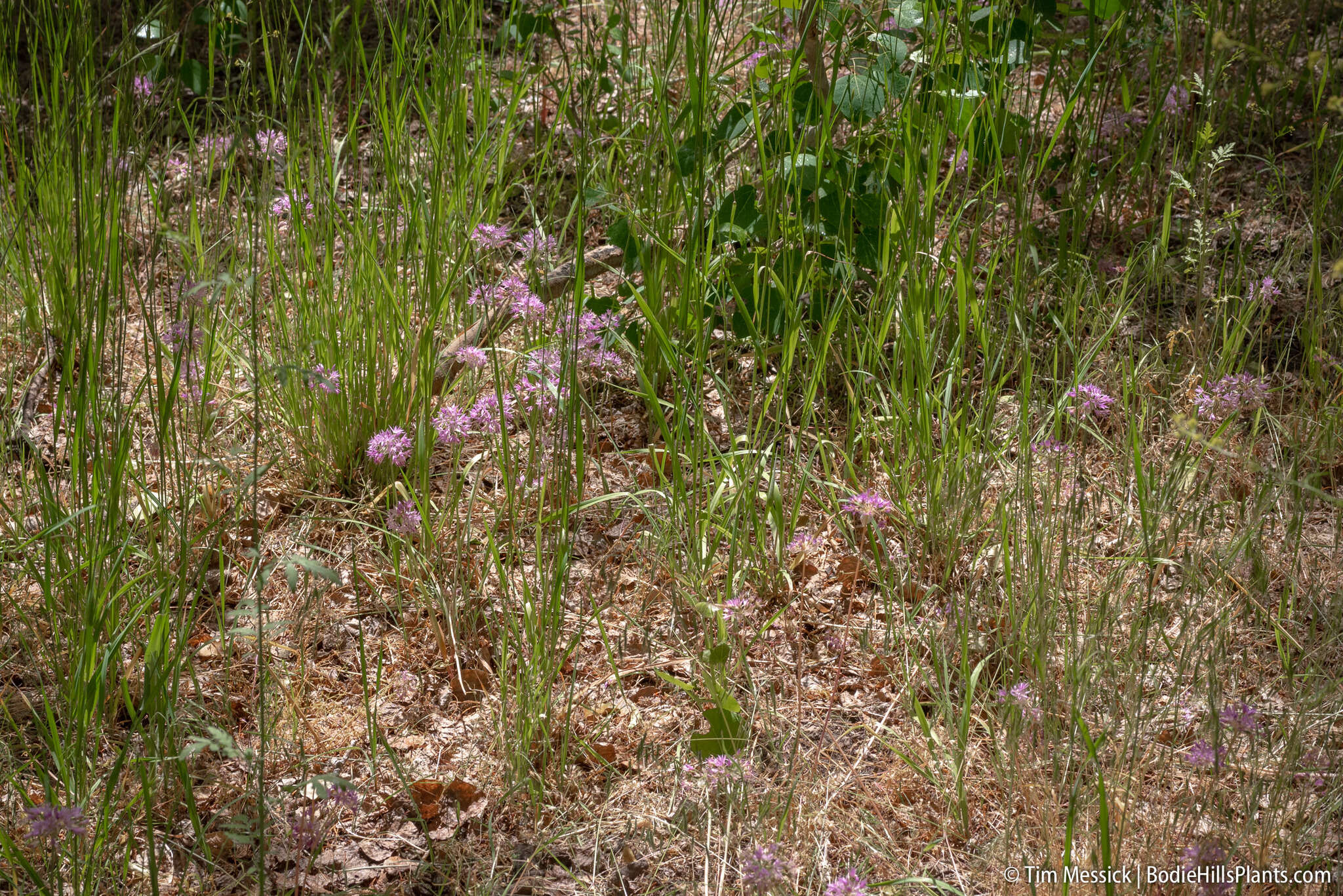 Image of twincrest onion