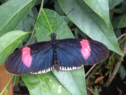 Image of Crimson Patched Longwing