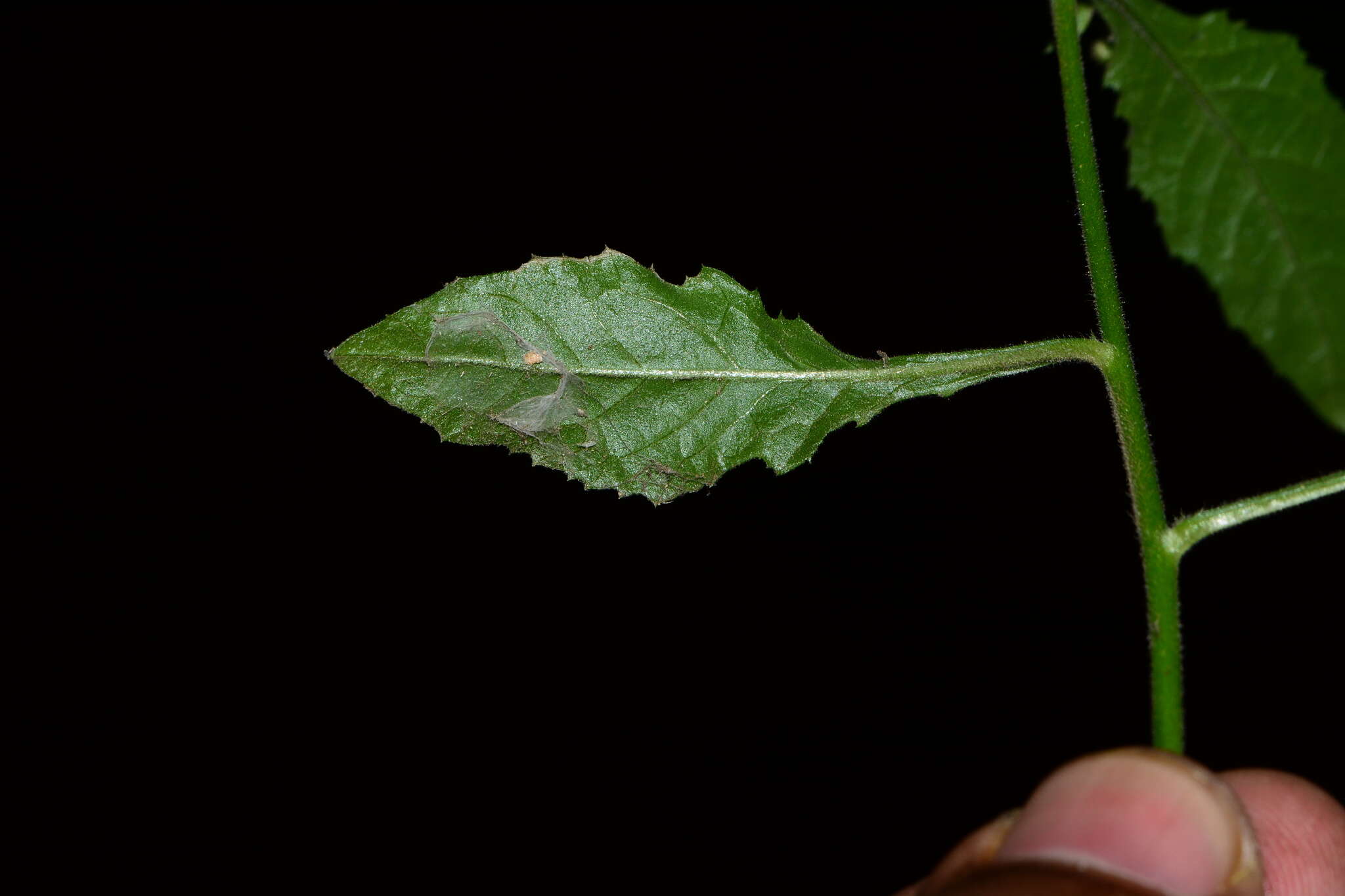 Image of Pluchea paniculata (Willd.) Karthik. & Moorthy