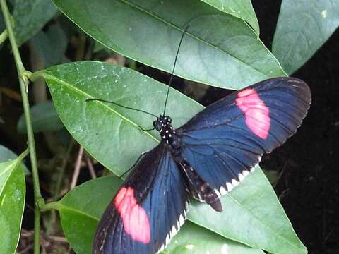 Image of Crimson Patched Longwing