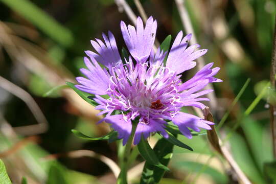 Image of Stokesia