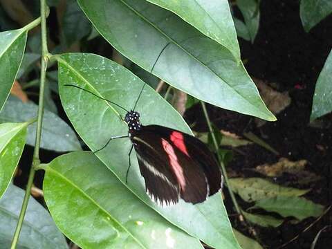 Image of Crimson Patched Longwing