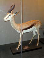 Image of Springbok