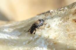 Image of Sap beetle