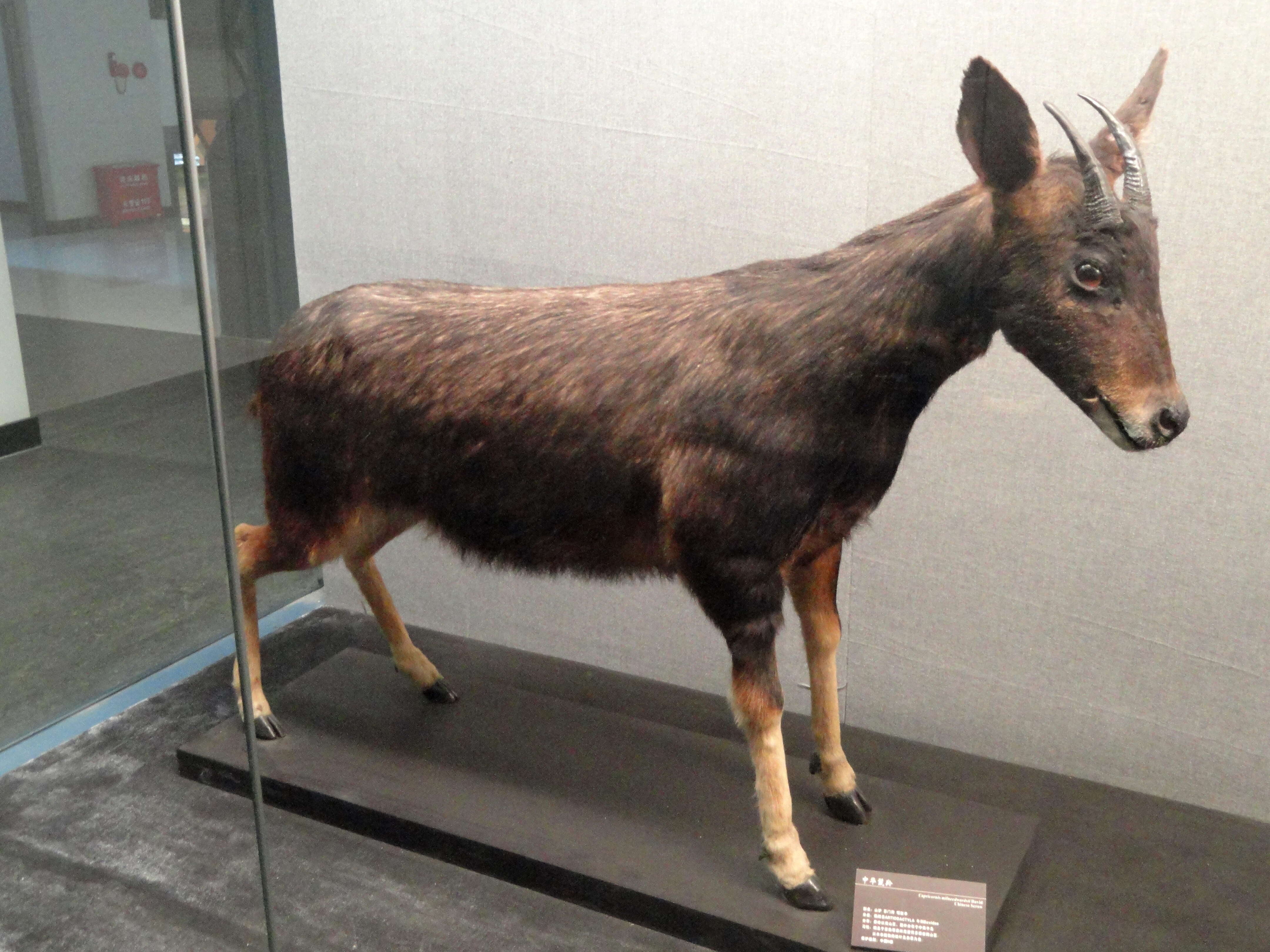 Image of Chinese Serow