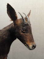 Image of Chinese Serow