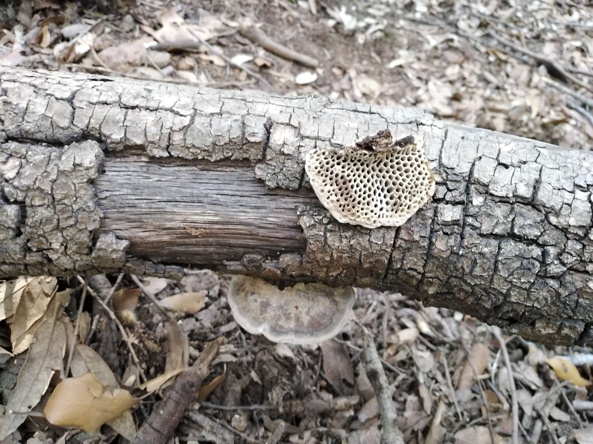 Image of Daedaleopsis nitida (Durieu & Mont.) Zmitr. & Malysheva 2013