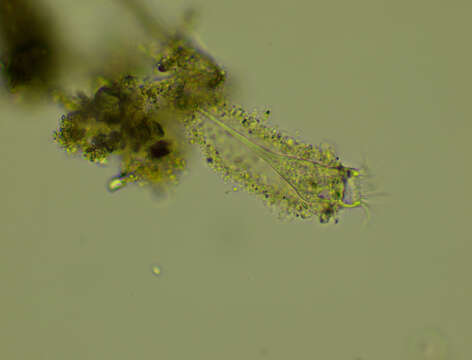 Image of Tintinnidium fluviatile