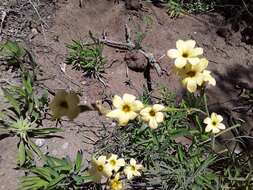 Image of Sisyrinchium arenarium Poepp.