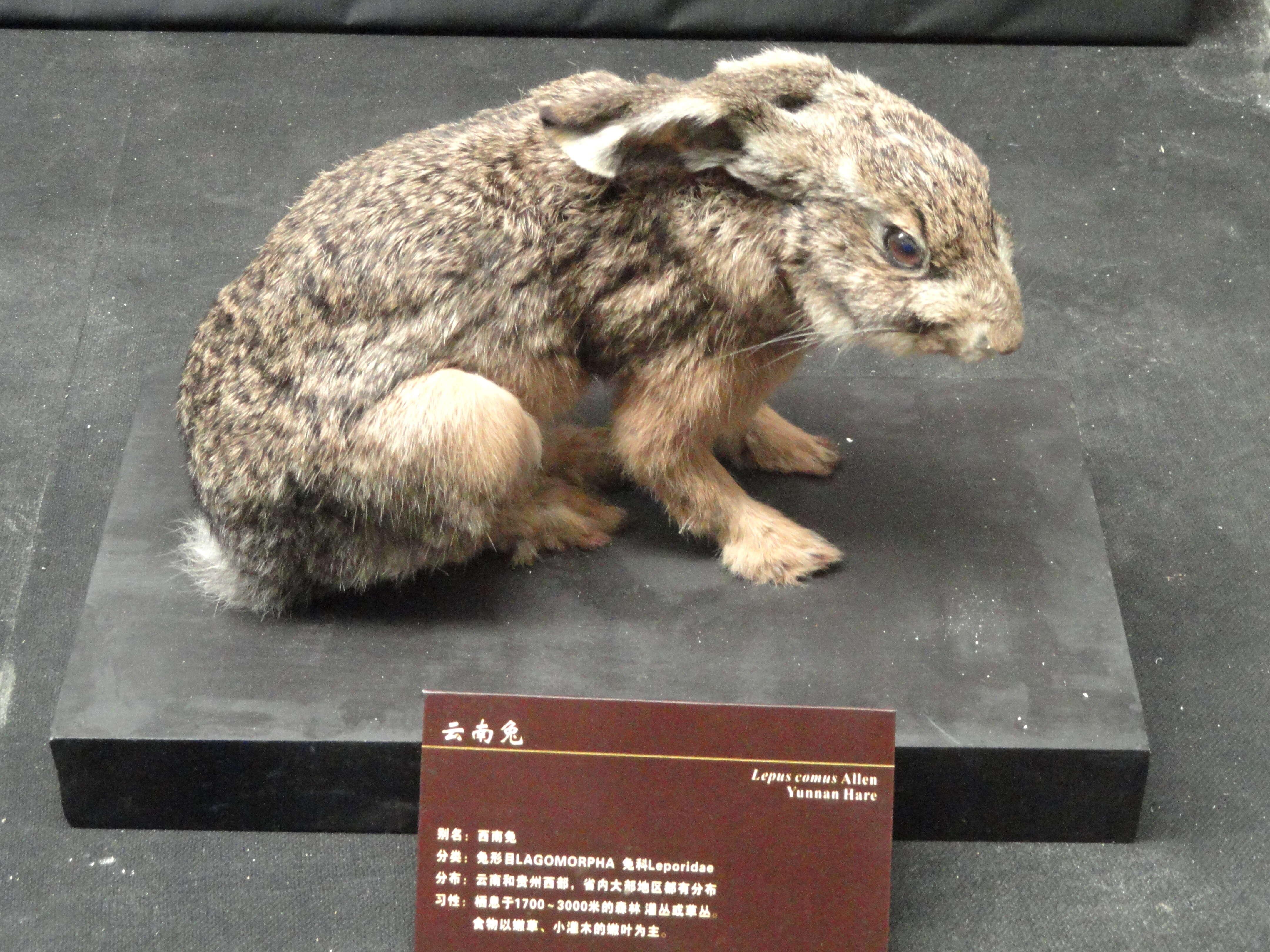 Image of rabbits and hares