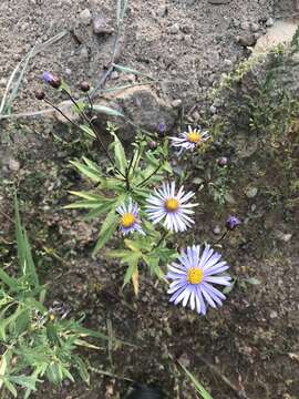 Image of Aster maackii Regel