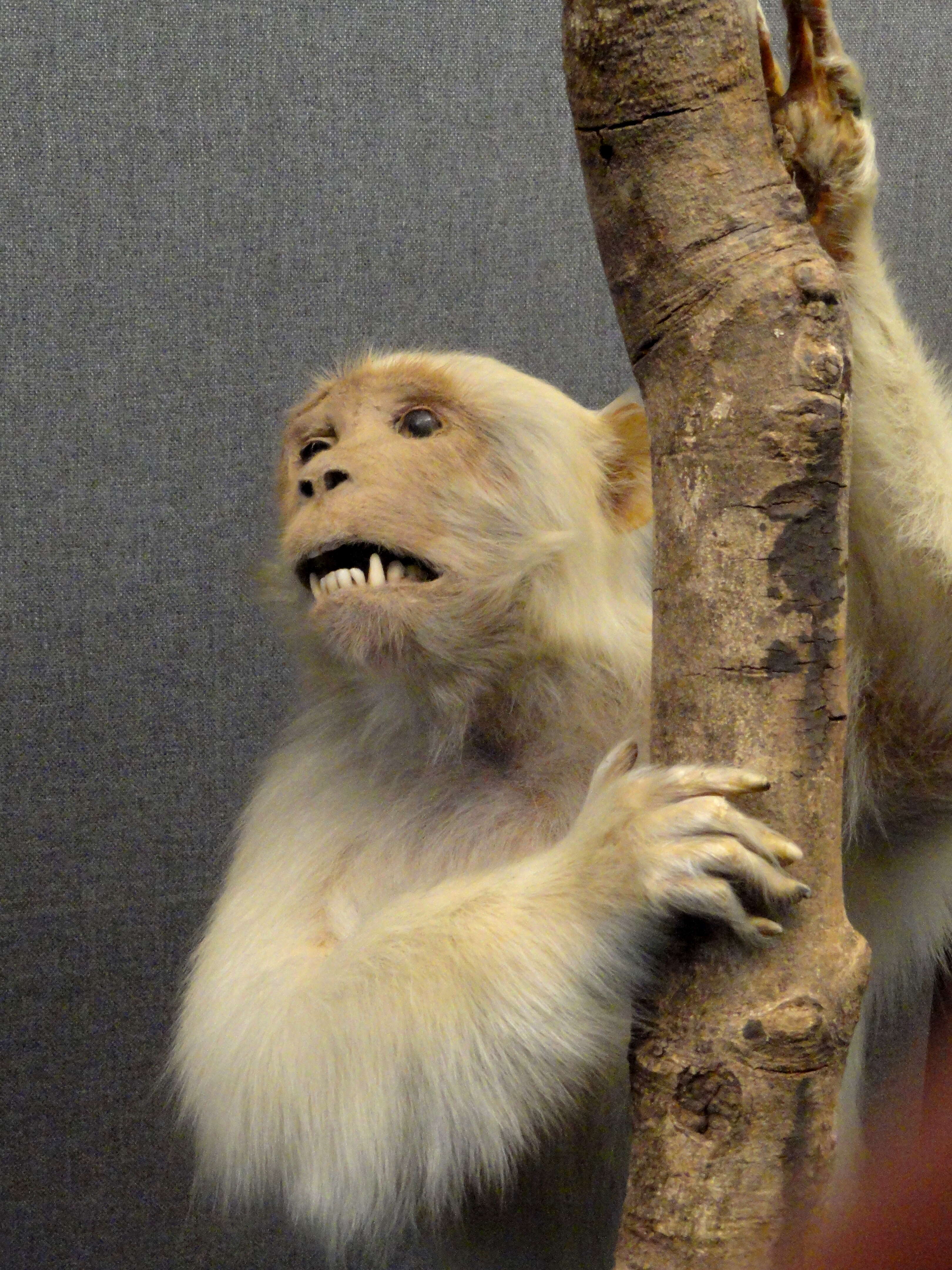 Image of Rhesus Monkey