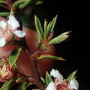 Imagem de Leptospermum arachnoides Gaertner