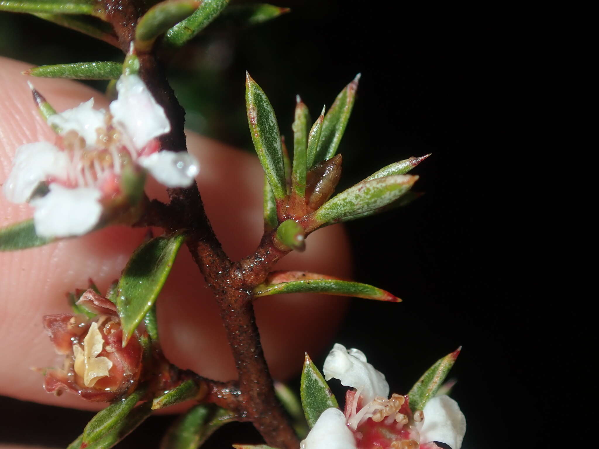 Sivun Leptospermum arachnoides Gaertner kuva