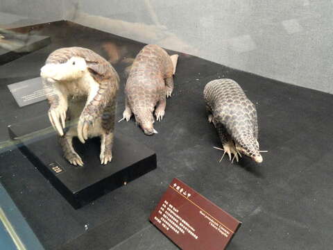 Image of Chinese Pangolin