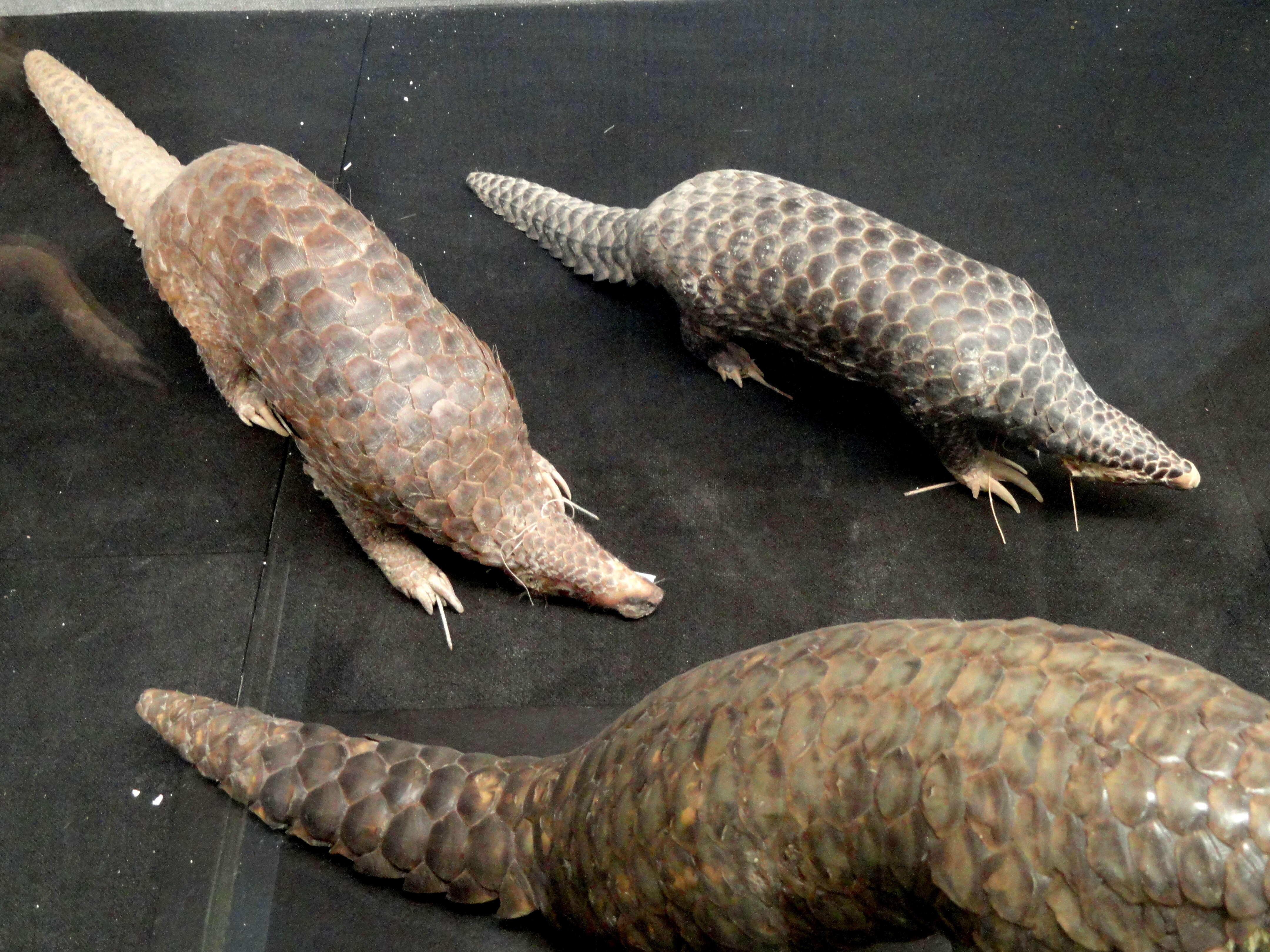 Image of Chinese Pangolin