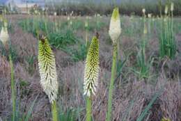 Image of Kniphofia ensifolia subsp. ensifolia