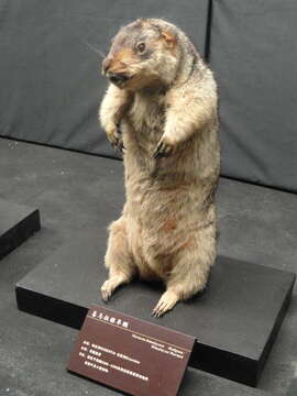 Image of Himalayan Marmot