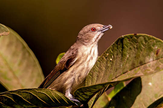 Image of Thick-billed Flowerpecker