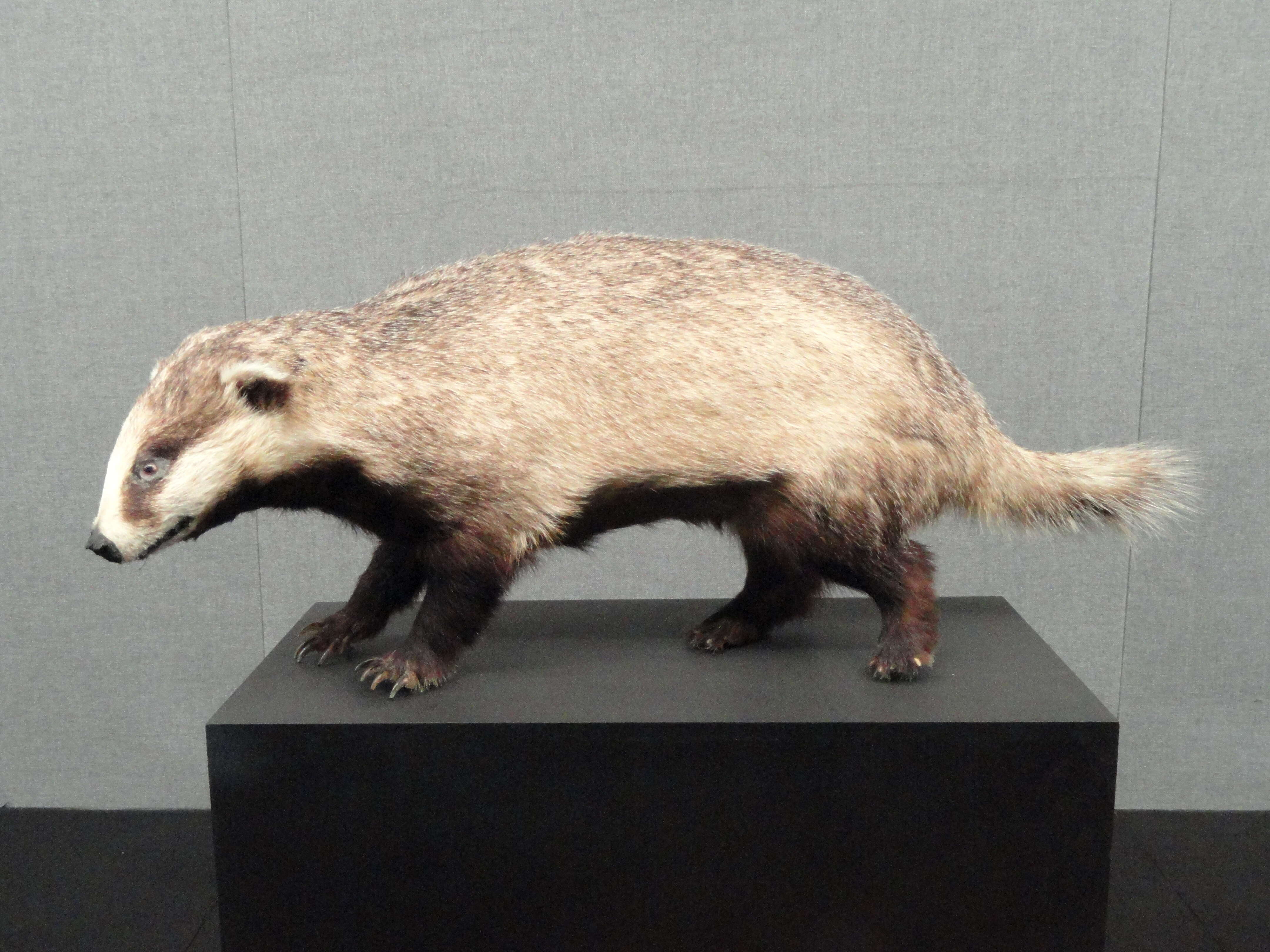 Image of Asian Badger