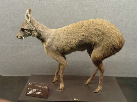 Image of Chinese Forest Musk Deer