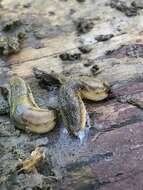 Image of banded slug