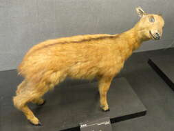 Image of Red Goral