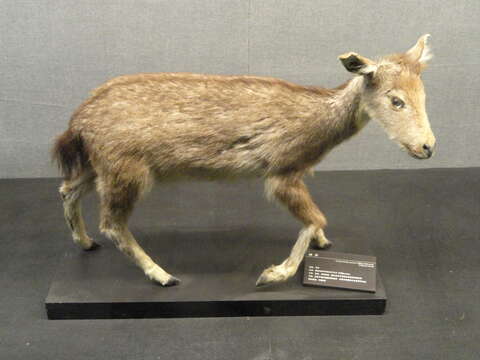 Image of Chinese Goral