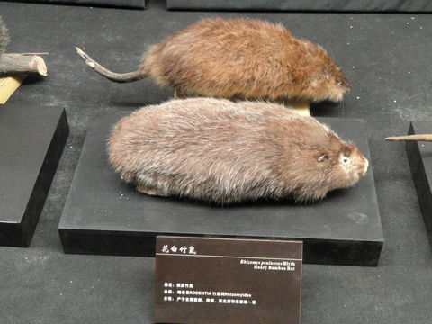 Image of Hoary Bamboo Rat
