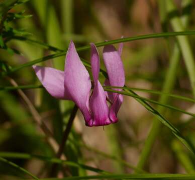 Image of cyclamen